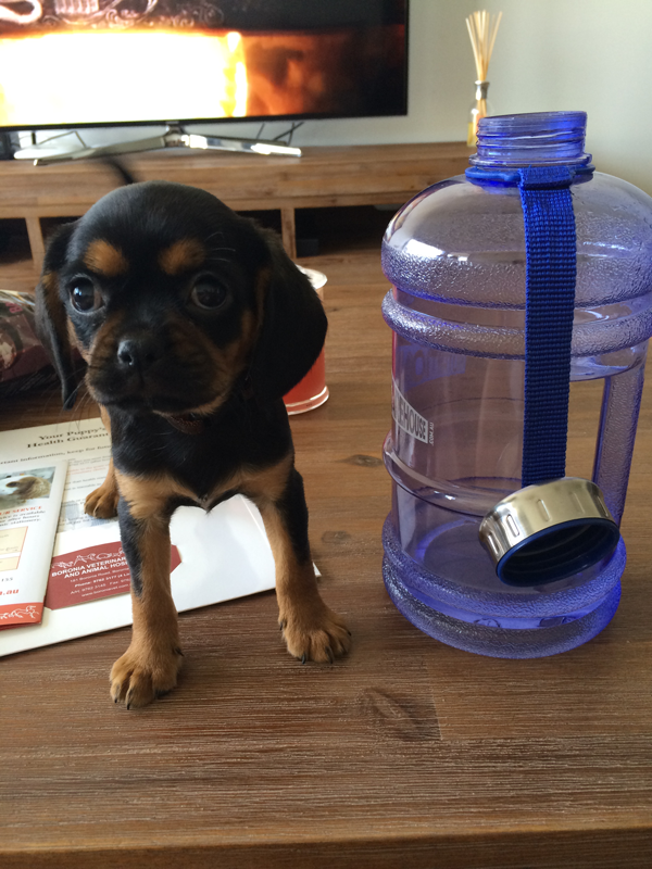 Luna next to a bottle