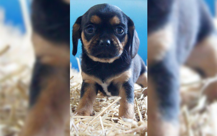 Tullamarine welcomes Luna to the Oz Seals family